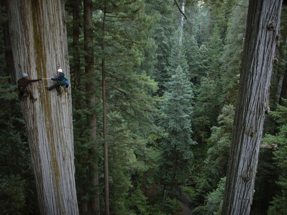   Climbing Redwoods. 